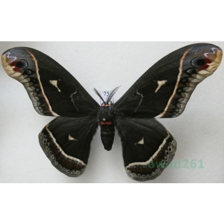 Eupackardia calleta (Westwood, 1853) male ex. ovo USA 113mm75